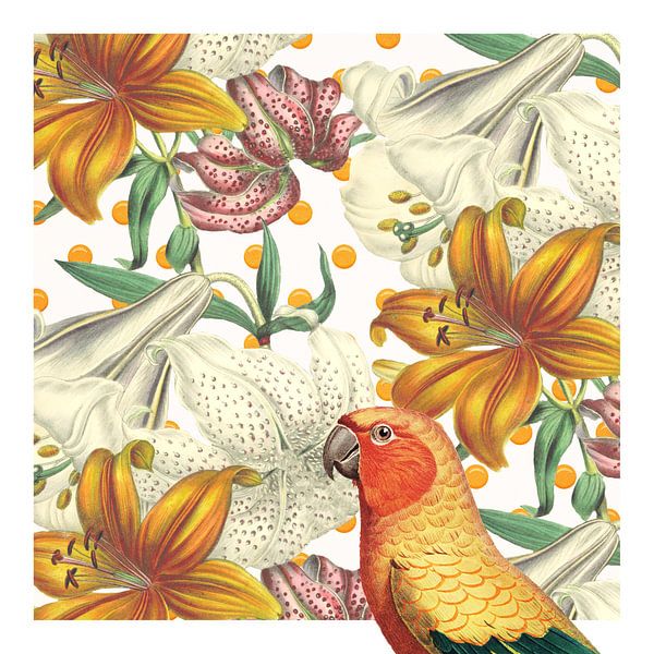 Never Mind the Parrot by Marja van den Hurk