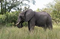 big elephant in kruger park van ChrisWillemsen thumbnail