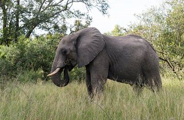 big elephant in kruger park van ChrisWillemsen