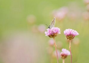 Ein süßes Bild. Foto eines Schmetterlings auf blühendem Armeria maritima.