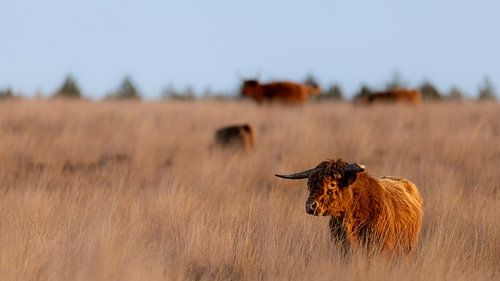 Scottish highlander on the moors
