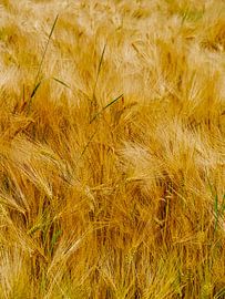 Sommergold von Roger Trelou