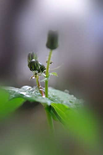 Emergence