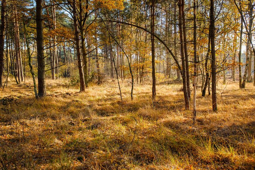 Het bos in de herfst van Johan Vanbockryck
