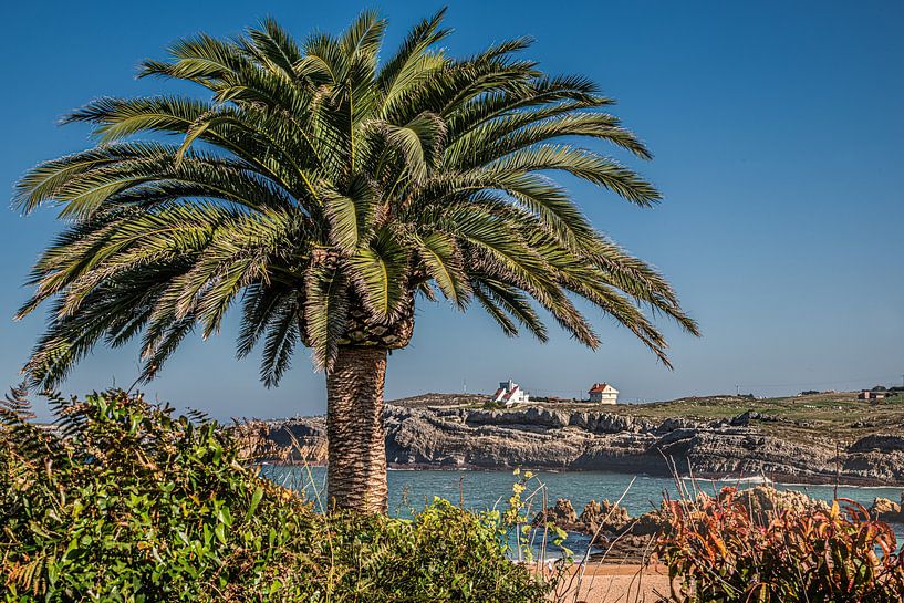 Palm tree on the northern Spanish coast near Soto de la Marina by Harrie Muis