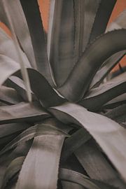 Sculptural Botanical Form by Floortje Louise