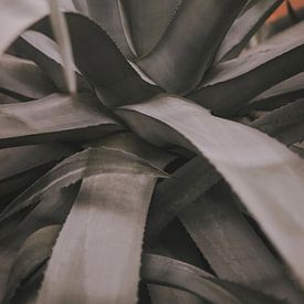 Skulpturale botanische Form von Floortje Louise