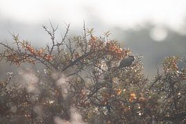 Kohlmeise frisst Beeren vom Sanddornbusch