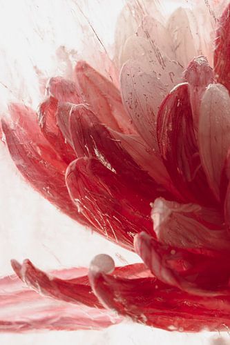 Chrysanthème en glace 1