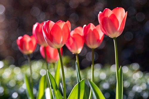 Rode tulpen met bokeh van druppels op groene bladeren