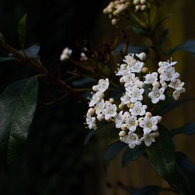 Les fleurs blanches du printemps aux Pays-Bas sur Carla van Dulmen