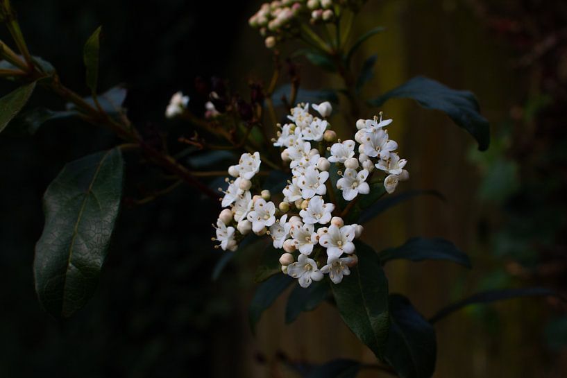White spring blossom in the Netherlands by Carla van Dulmen
