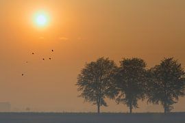 Drie bomen von Erwin Goossens