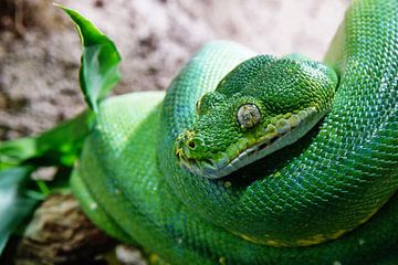 Green tree python by Jürgen Hüsmert