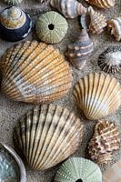 Shell collection