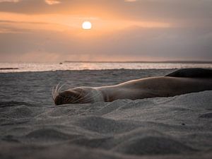 Sealion Coucher de soleil