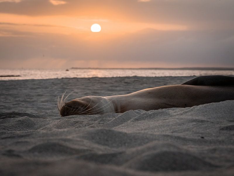 Sealion Sunset by Jack Soffers