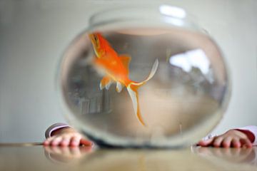 new pet by Heleen Zeegers