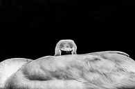 Zwaan in zwart/wit van Sidney Portier thumbnail