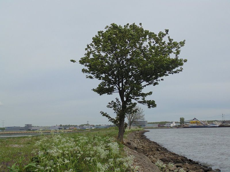 Tree von Koos Iperen