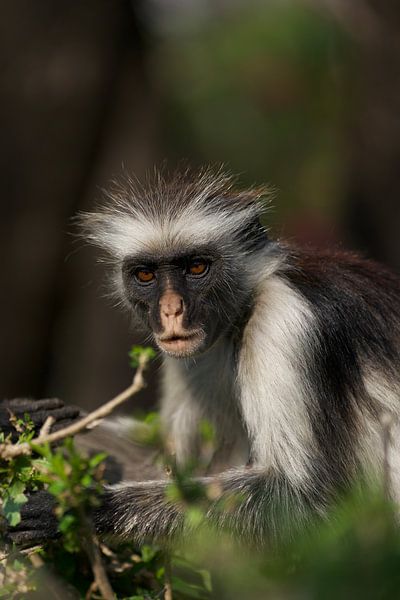 Zanzibar by David Blok