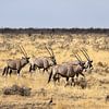 Groepje Orix in Etosha van Henk Langerak