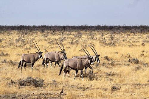 Groepje Orix in Etosha
