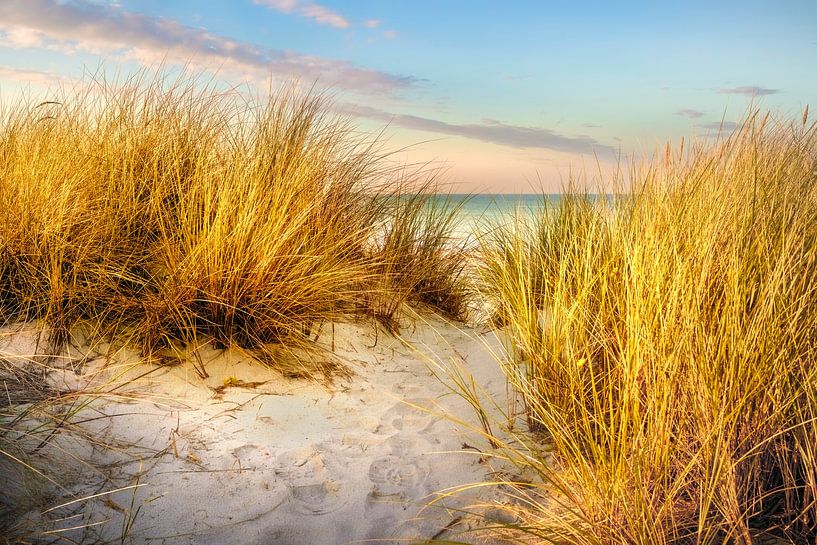 Dunes on the beach by Voss photography