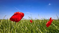 Poppy-2