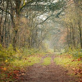 Waldweg von Mireille Breen