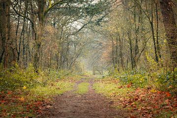 Chemin forestier sur Mireille Breen