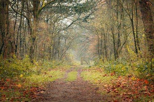 Chemin forestier sur Mireille Breen