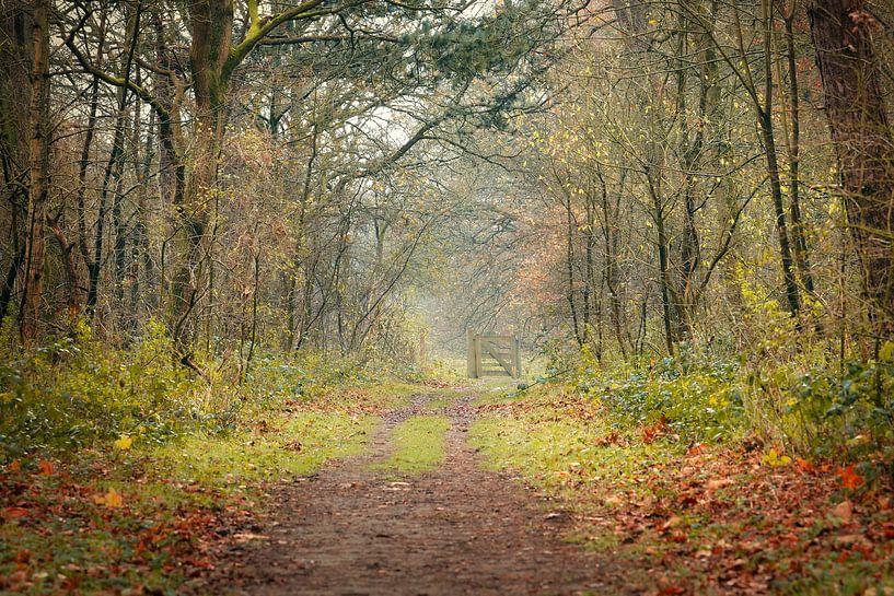 Waldweg von Mireille Breen