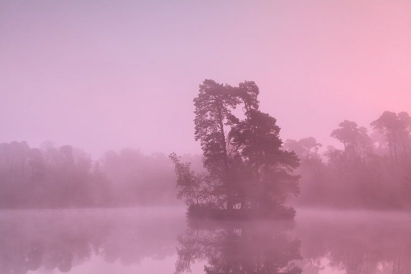 In the purple mist by Olha Rohulya