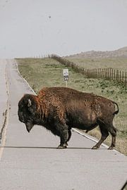 Guardians of the Prairie by angelo adriaenssens