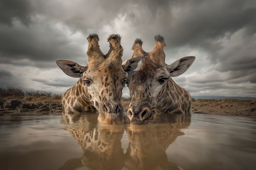 BestFriends by Marcel Egger