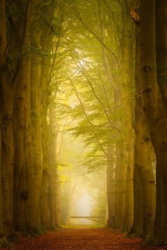 Mistige boslaan in Oranjewoud met magisch licht van KB Design & Photography (Karen Brouwer)