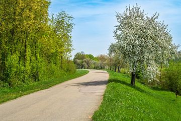 Landschap in de lente met een bloeiende boom van ManfredFotos