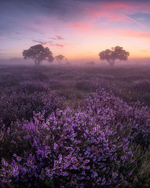 Sunrise at the blooming moors by Niels Tichelaar