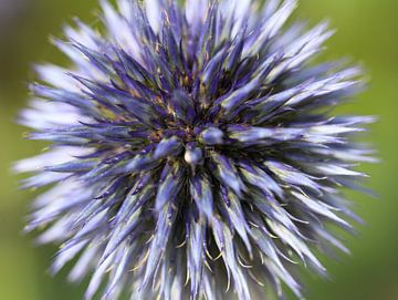 blauwe distel van Marieke Funke