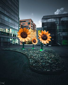 licht gevende zonnebloemen vind je die midden in de stad. van Sabine Brederode Photography