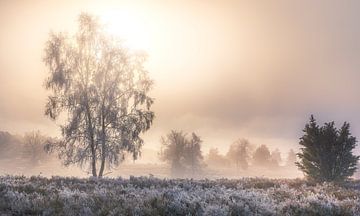 Mystiek heidelandschap van Steffen Henze