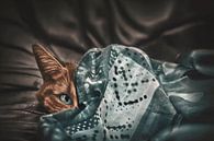 A complementary cat by Elianne van Turennout thumbnail