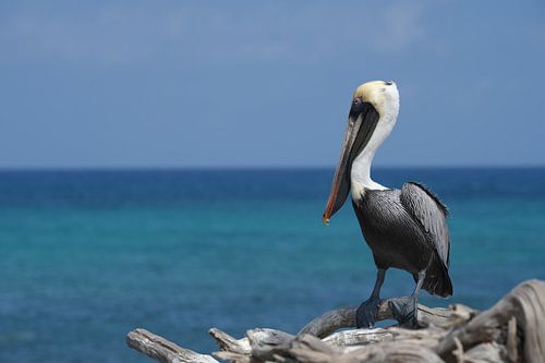 Pelican in Aruba