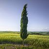 Zypressen entlang der Route der Via Francigena. Toskana von Stefano Orazzini
