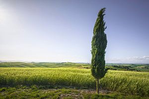 Cyprès le long de la via Francigena. La Toscane
