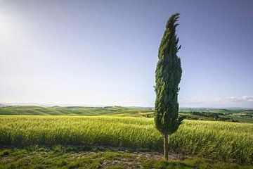 Cipressen langs de route van de via Francigena. Toscane van Stefano Orazzini