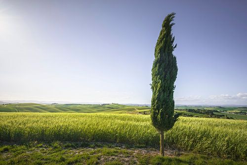 Cipressen langs de route van de via Francigena. Toscane