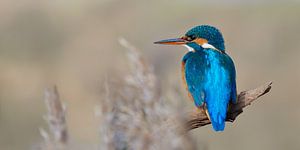 Eisvogel