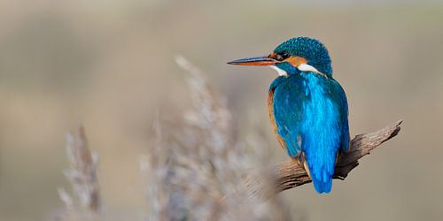 IJsvogel